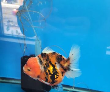 Imported Fish