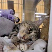 Banfield Pet Hospital ico