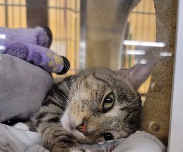 Banfield Pet Hospital
