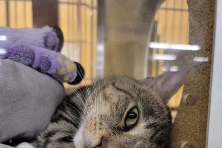 Banfield Pet Hospital