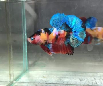 Exotic Aquarium