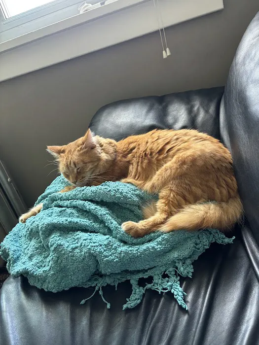 Madison Animal Hospital 4
