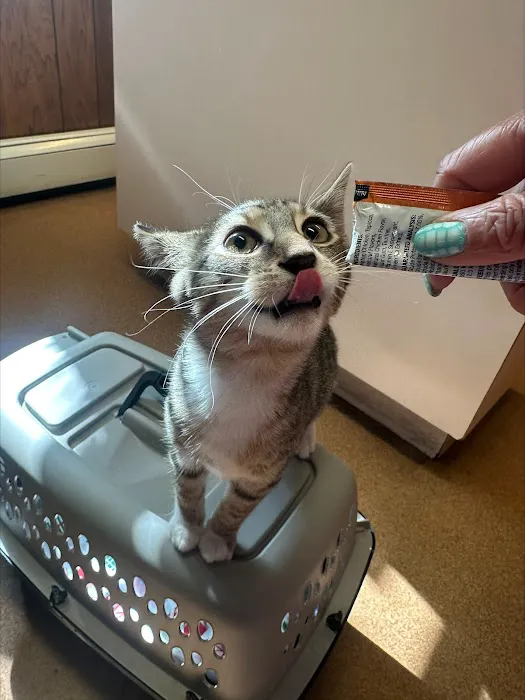 Madison Animal Hospital 9