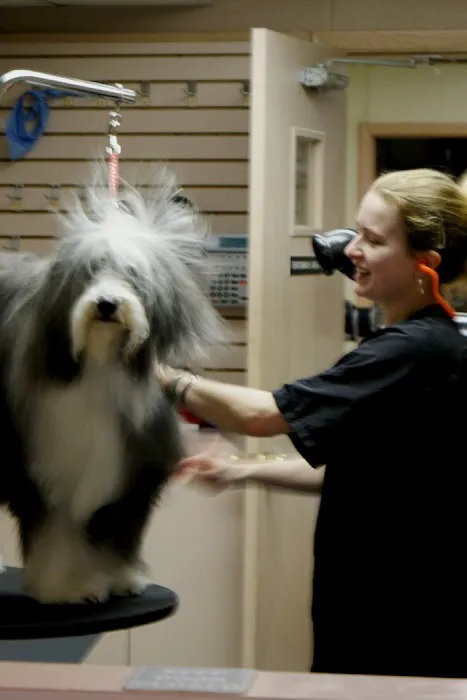 Madison Animal Hospital 7
