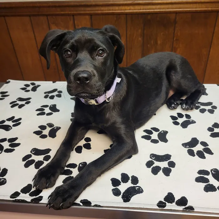Madison Animal Hospital 5
