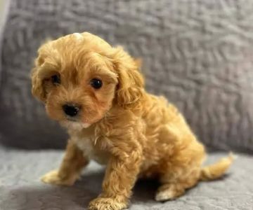 Maltipoo puppies for adoption Minnesota