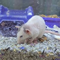 Marsh Hospital For Animals ico