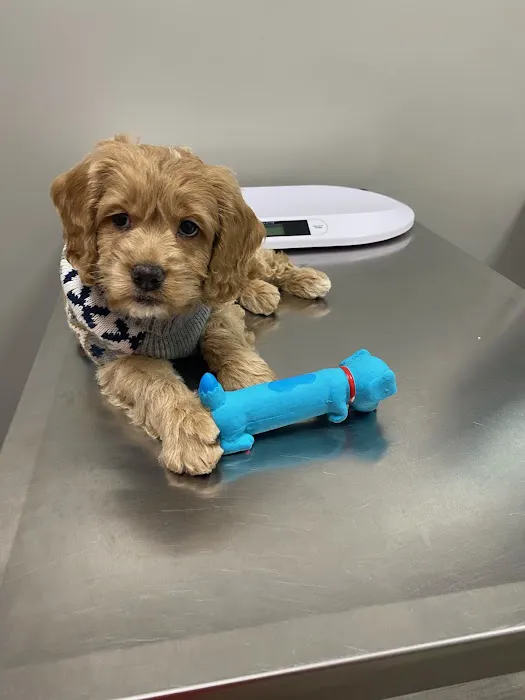 Clifton Ave Animal Hospital 6