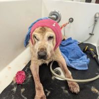 Chuck & Don's Pet Food & Supplies ico