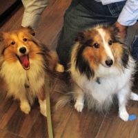 Veterinary Healthcare Center Of Clifton Inc ico