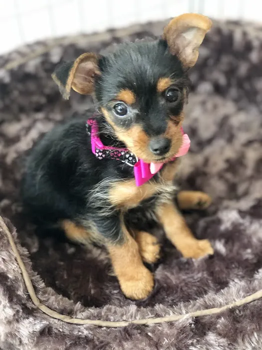 Montclair Animal Hospital 1