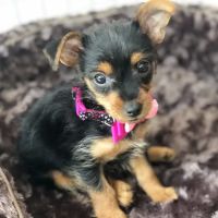 Montclair Animal Hospital ico