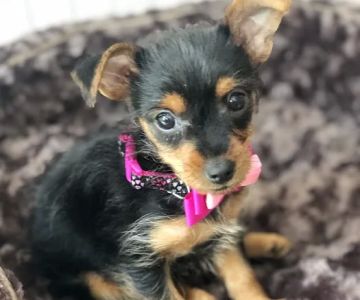 Montclair Animal Hospital