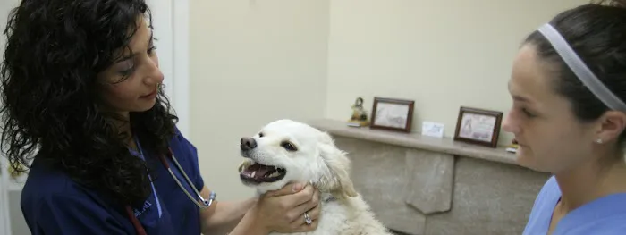Montclair Animal Hospital 4