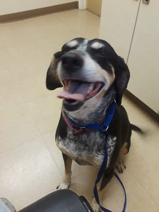 Montclair Animal Hospital 2
