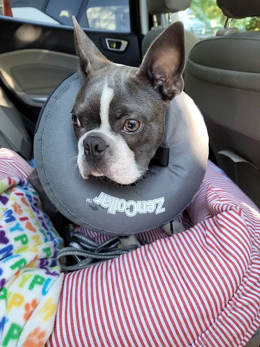 Well Pet Animal Hospital 4
