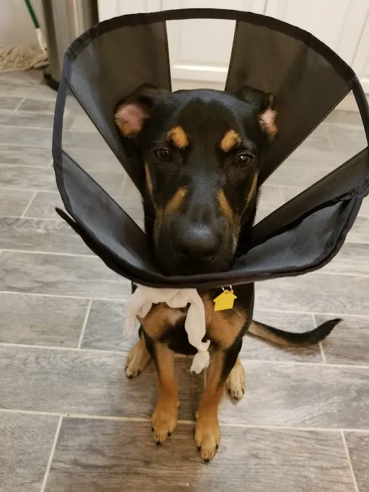Well Pet Animal Hospital 7