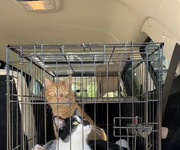 Carlson Pet Products