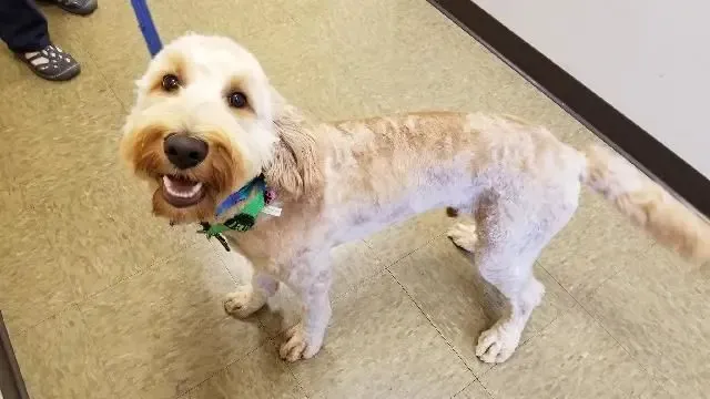 Prospect Ridge Veterinary 8