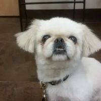 Prospect Ridge Veterinary ico