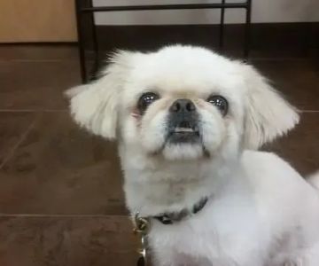 Prospect Ridge Veterinary