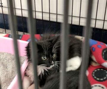 Petco