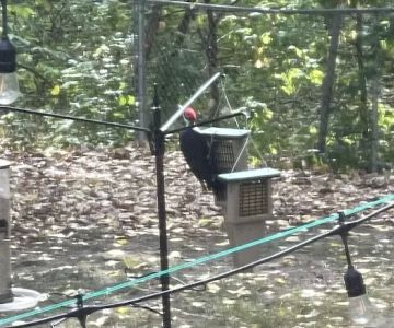 All Seasons Wild Bird Store