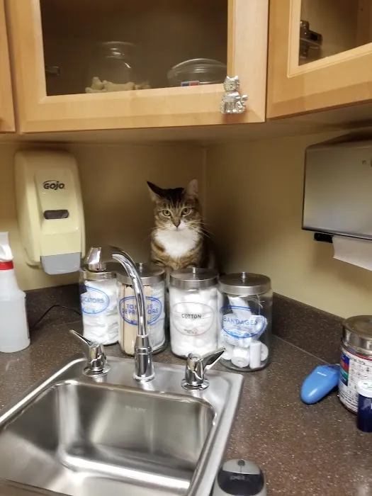 VCA Eagle Rock Animal Hospital 8