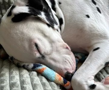 Petco
