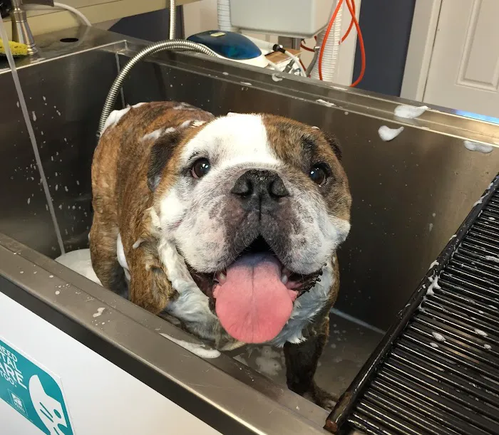 Allendale Veterinary Hospital 1