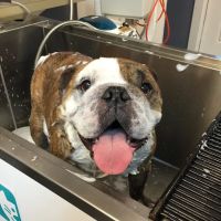 Allendale Veterinary Hospital ico
