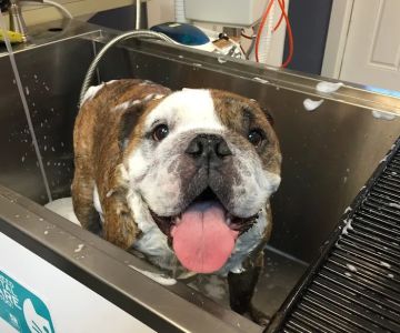 Allendale Veterinary Hospital