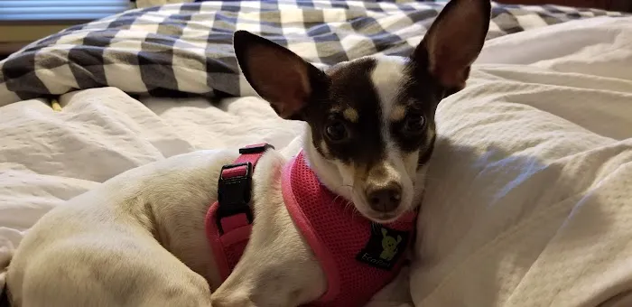 Bergen County Veterinary Center 5