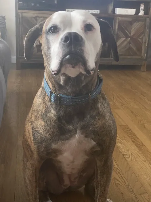 Bergen County Veterinary Center 7