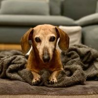Bergen County Veterinary Center ico