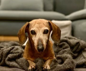 Bergen County Veterinary Center