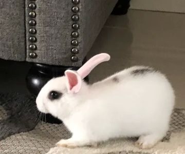 Nick’s Pets