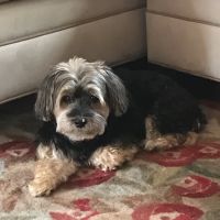 Franklin Turnpike Veterinary Hospital ico