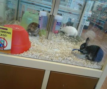 Pet Supermarket