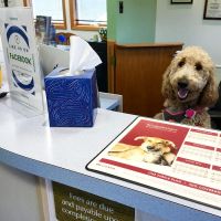 Skylands Primary Pet Care ico