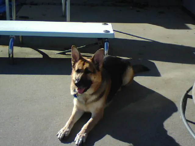 Skylands Primary Pet Care 12
