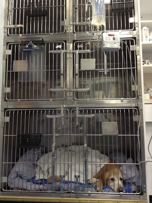 Skylands Primary Pet Care 12
