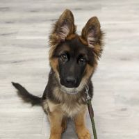 Loving Care Veterinary Hospital ico