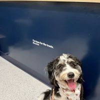 Bond Vet - Montclair ico