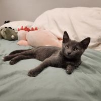 Montclair Veterinary Associates ico