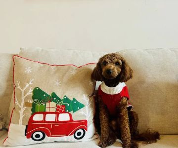Wags About You - Stuart