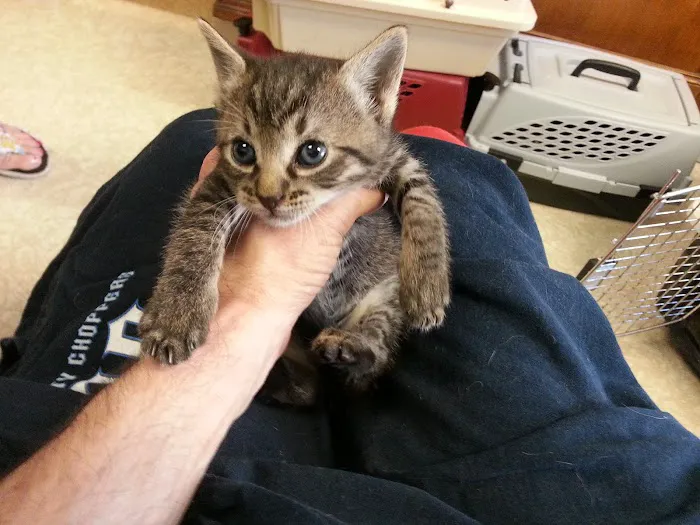 Cameron Animal Hospital 3