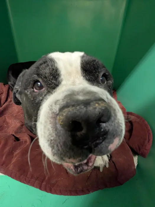 Cameron Animal Hospital 6