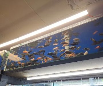 Crabbi Patti's Aquarium Shop