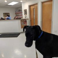 VCA Ho-Ho-Kus Animal Hospital ico